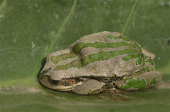 Gastrotheca cuencana
