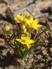 Ornithogalum multifolium