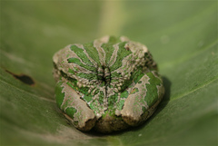 Gastrotheca cuencana