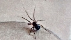 Steatoda triangulosa