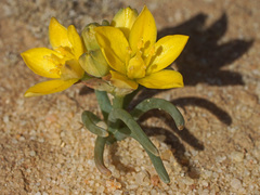 Ornithogalum multifolium