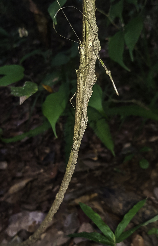 Paraphasma conspersum