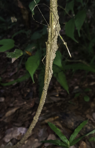 Paraphasma conspersum