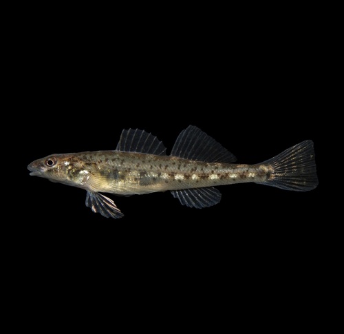 Glassy darter (Etheostoma vitreum) — Percidae — 5