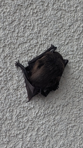 Evening Bat observed by govenburger