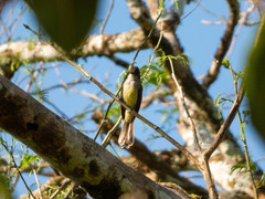 Myiarchus tuberculifer