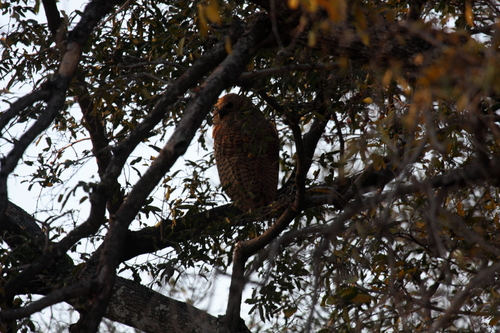 iNaturalist image