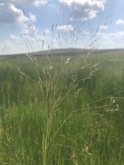 Agrostis eriantha