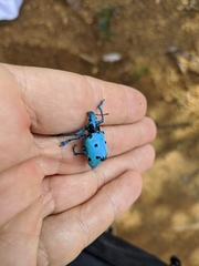Ericydeus schoenherri