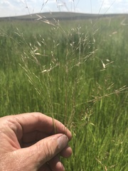 Agrostis eriantha