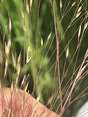 Agrostis eriantha
