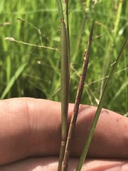 Hemarthria altissima