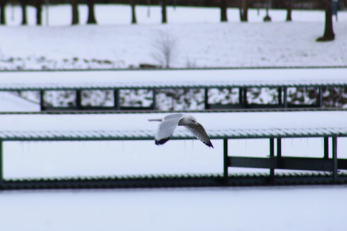 Ring-billed Gull photographed in Tennessee