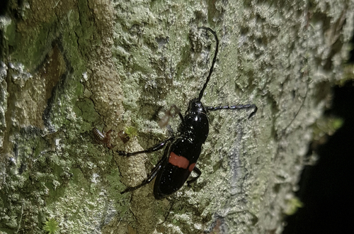 Lissonotus equestris