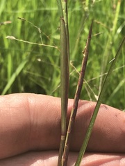 Hemarthria altissima