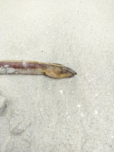 Sooty eel (Bascanichthys bascanium) — Ophichthidae