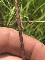 Hemarthria altissima