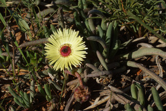 Cephalophyllum pillansii