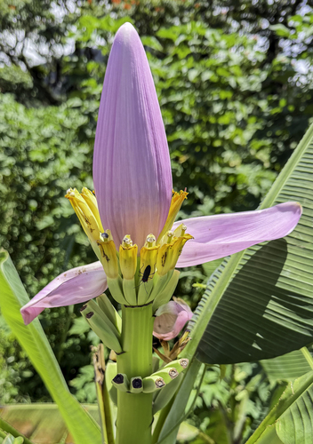 Flowering Banana (Musa ornata)