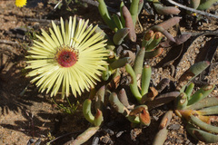 Cephalophyllum pillansii