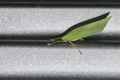 Onomarchus uninotatus