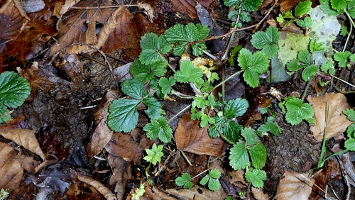 Foto de Potentilla sterilis