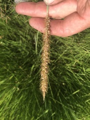 Setaria sphacelata