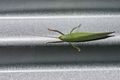 Onomarchus uninotatus