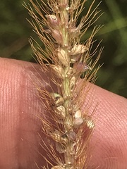 Setaria sphacelata
