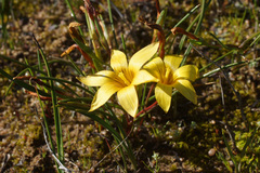 Romulea montana