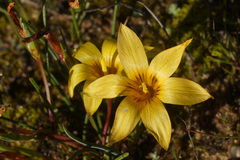 Romulea montana