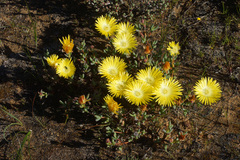 Lampranthus glaucus