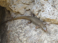 Trachylepis tessellata