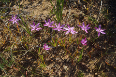 Hesperantha pauciflora