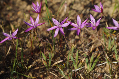 Hesperantha pauciflora