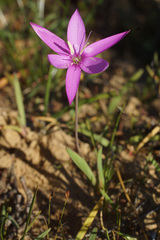 Hesperantha pauciflora