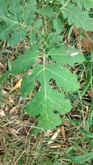 Solanum sisymbriifolium