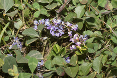 Dolichos decumbens