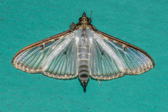 Cydalima