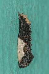 Monopis monachella