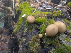 Apioperdon pyriforme