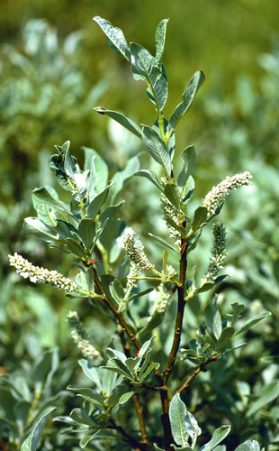 Swiss Willow (Salix helvetica)