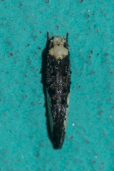 Monopis monachella