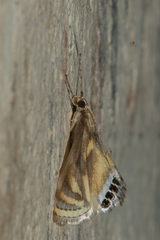 Eoophyla sejunctalis