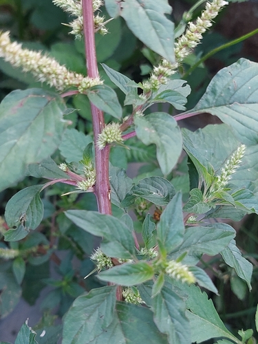 spiny amaranth