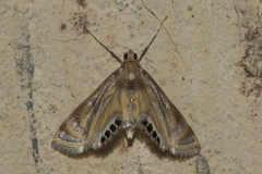 Eoophyla sejunctalis