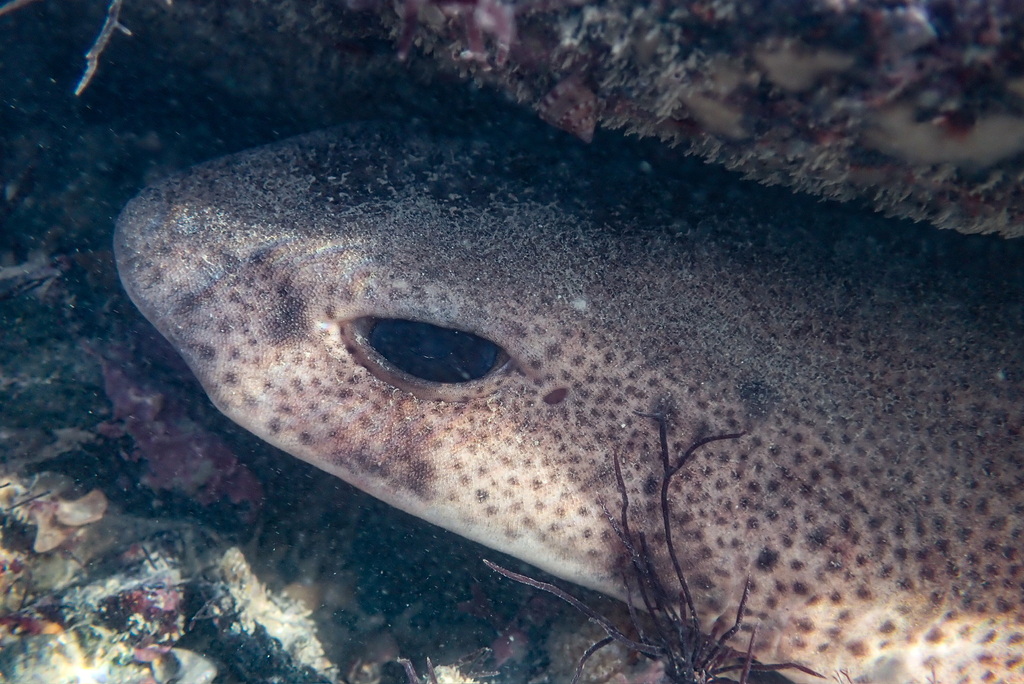 Small-spotted catshark resting on the seabed, seen close up