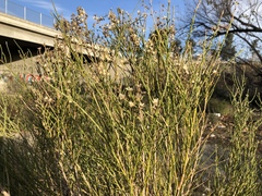 Lepidospartum squamatum