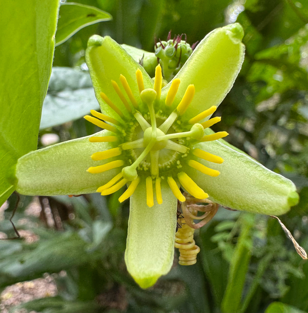 Passiflora megacoriacea