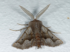 Drepanogynis figurata